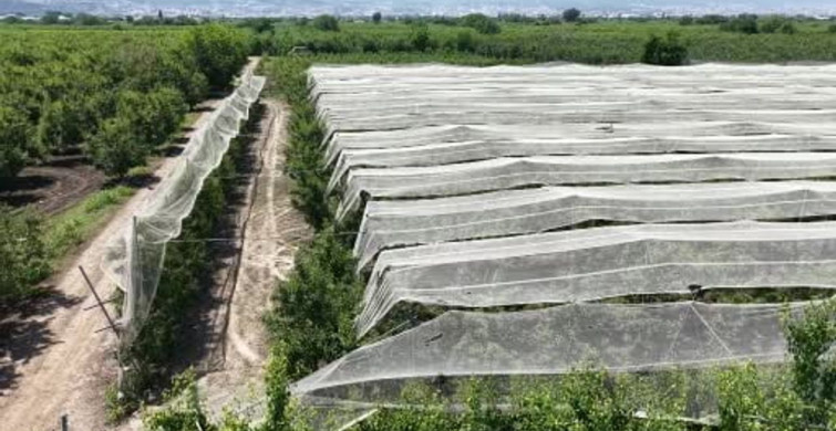 Bursa'da çiftçiler, armut ve şeftalilerini doludan fileyle koruyor