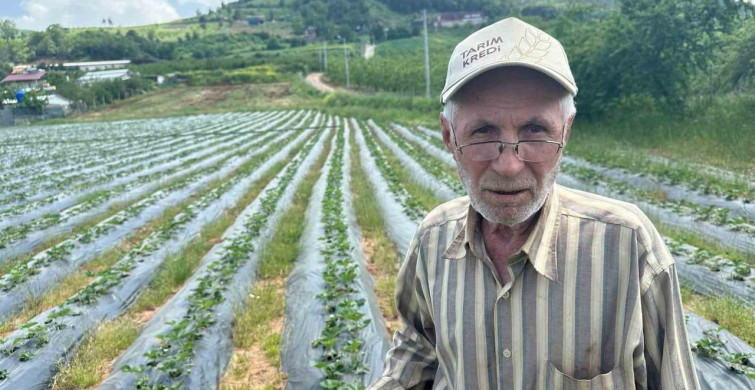 Bursa'da Çilek Hasadı Başlıyor