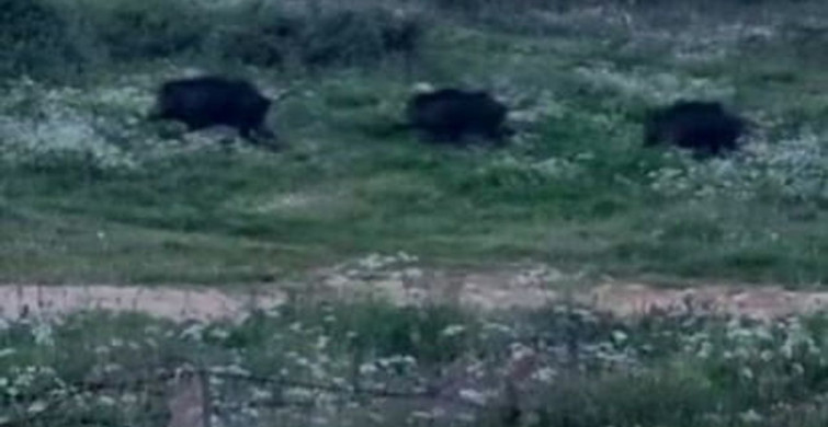 Bursa'da Domuz Sürüsü Şehir Merkezinde Görüntülendi