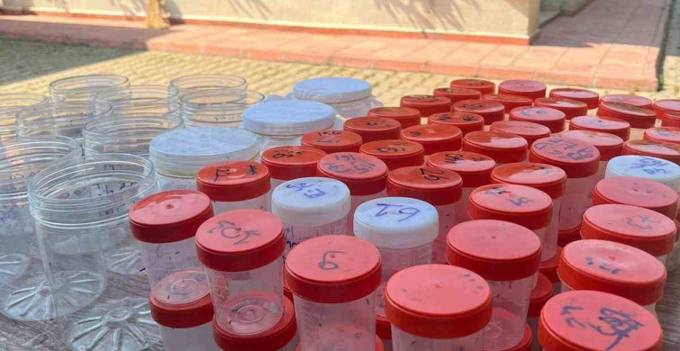 Bursa'da Kestane Ormanlarını Koruyan Faydalı Böcekler Salındı
