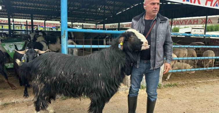 Bursa'da Kurban Pazarı'nda Şampiyon Keçi 47 Bin Liraya Satıldı
