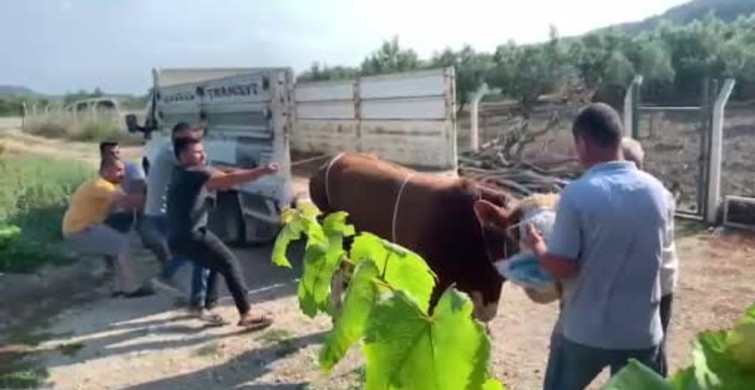 Bursa'da Kurbanlık Boğa Kontrolden Çıktı