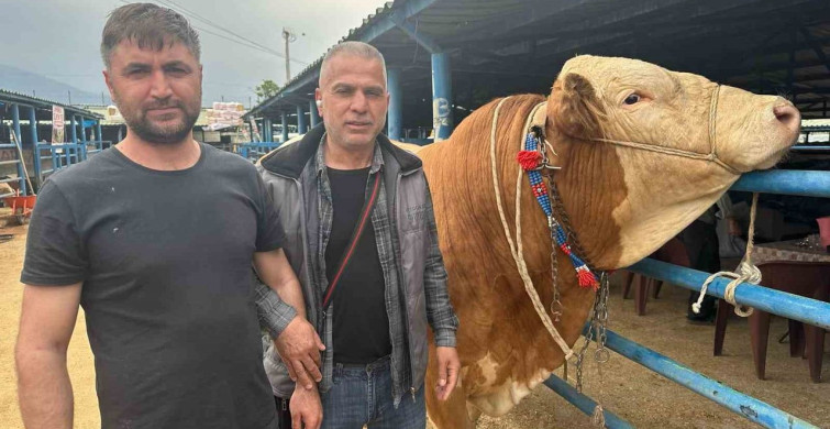 Bursa'da Kurbanlık Şampiyonu 'Bayram' 1,2 Ton Ağırlığında
