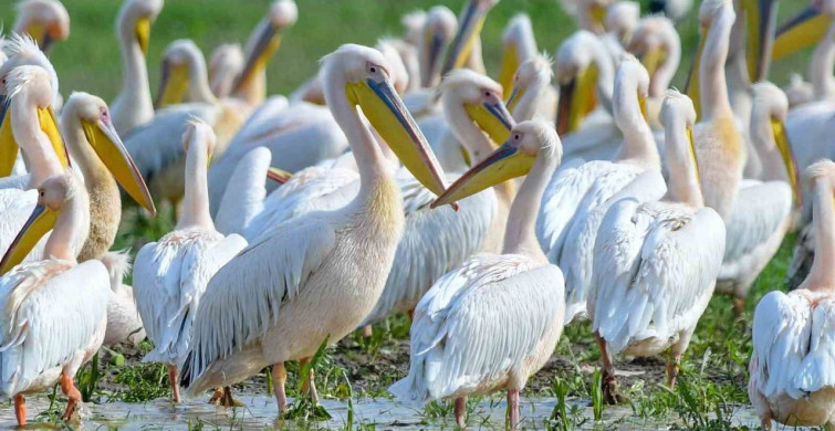 Bursa'da Pelikanların Göç Molasına Tanıklık