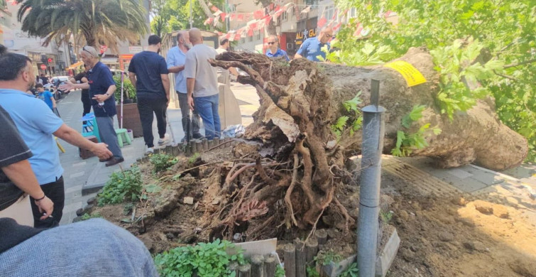 Bursa'da Tarihi Çınar Devrildi, Olay Korku Dolu Anlara Neden Oldu