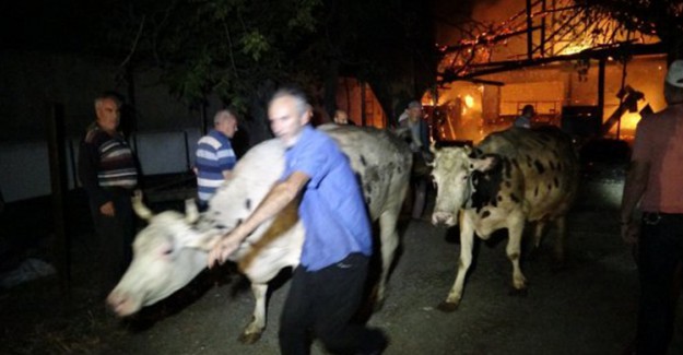 Bursa'da Yangın: 5 Hayvan Telef Oldu