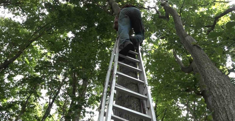 Bursa'daki ıhlamur ormanlarında hasat süreci zorlu koşullarda devam ediyor