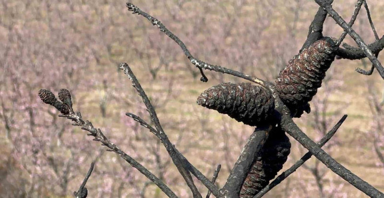 Bursa'nın Gürsü İlçesinde Pembe Şeftali Çiçekleri Umut Aşılıyor