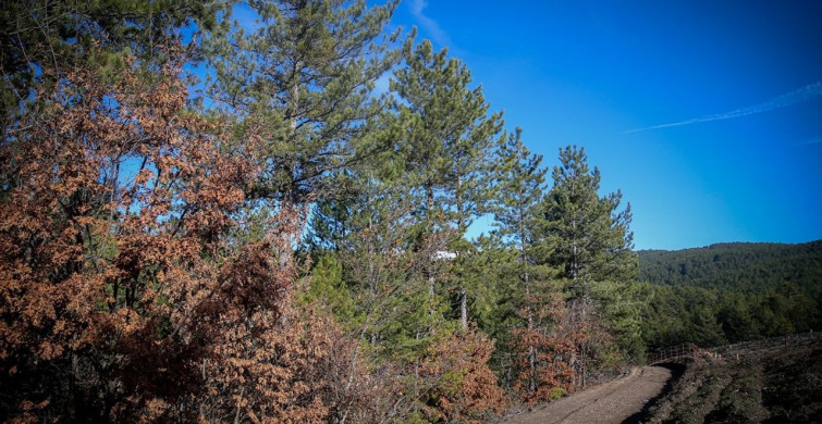 Bursa'nın Keles ilçesinde Yeni Bal Ormanı Kuruldu