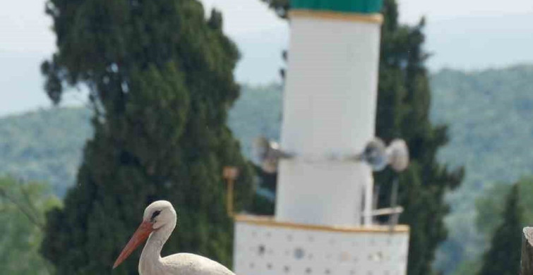 Bursa'nın leylek şehri Karaoğlan Mahallesi'nde 37 yuva bulunuyor