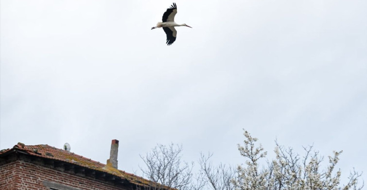 Bursa’nın Simgesi Yaren Leylek 15. Yılında Geri Döndü