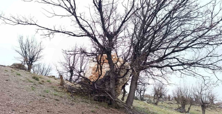 Büyük Kaya Parçası Ağaç Sayesinde Durdu