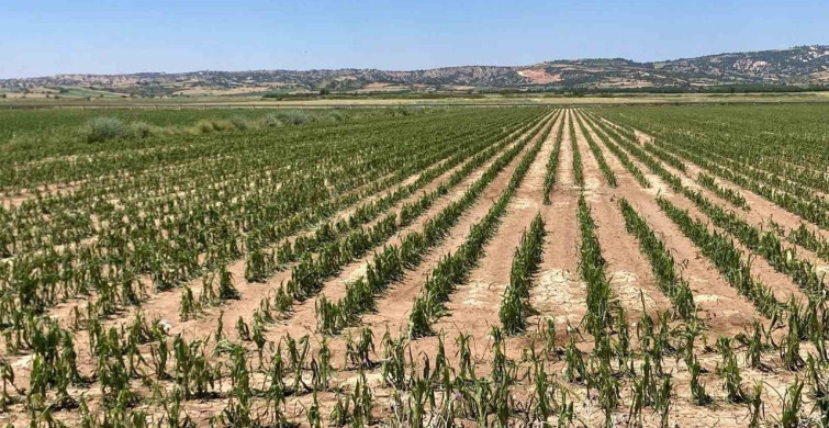 Çal'da sağanak yağış ve dolu tarım arazilerinde zarara yol açtı