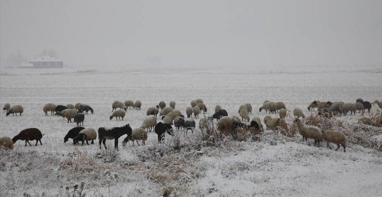 Çaldıran'da Koyun Otlatan Çobanlar Kar Yağışına Yakalandı