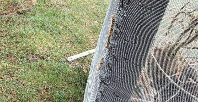 Çam Ağaçlarında Kese Kurdu Alarmı: Biyolojik ve Mekanik Mücadele Başlatıldı