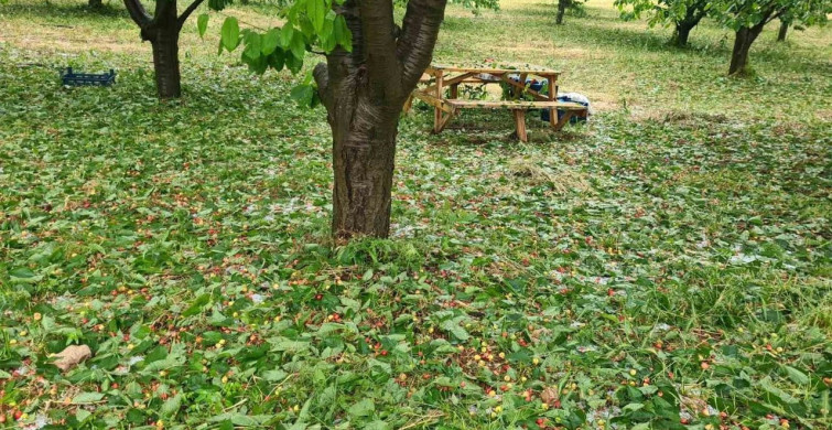 Çameli'de dolu yağışı tarım alanlarını etkiledi