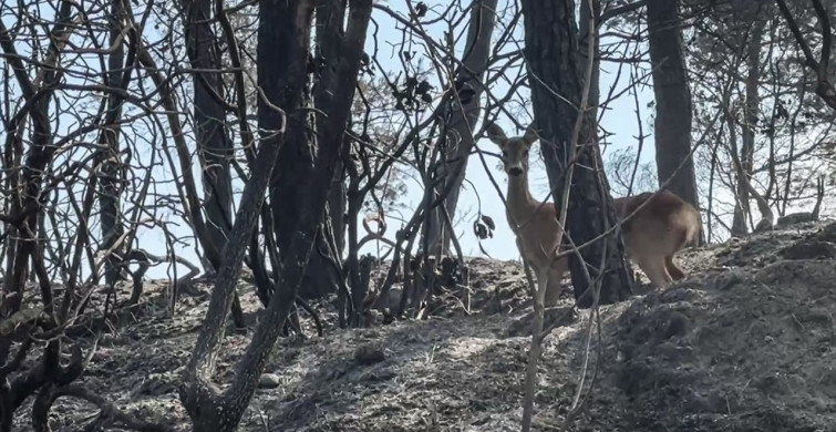 Çanakkale Gelibolu Yangınında Kaçan Karaca Görüntülendi