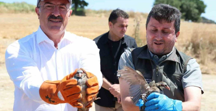 Çanakkale'de 1000 kınalı keklik doğaya salındı