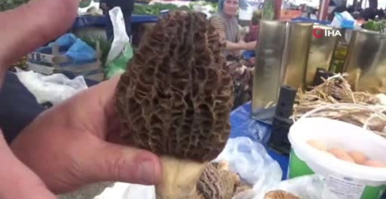 Çanakkale'de Kazdağları'nda Kuzugöbeği Mantarının Ekonomik Önemi