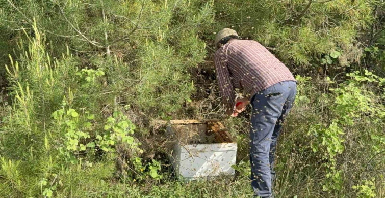 Çanakkale'de Yavru Arı Bolluğu Arı Üreticilerini Sevindiriyor