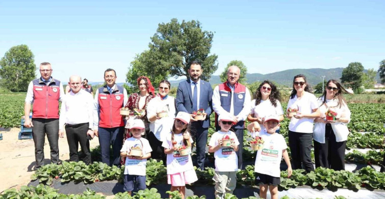 Çanakkale'de Yenice çileği hasadı gerçekleştirildi