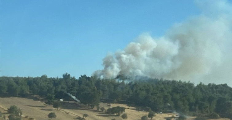 Çanakkale'nin Ezine İlçesinde Yangın Panico