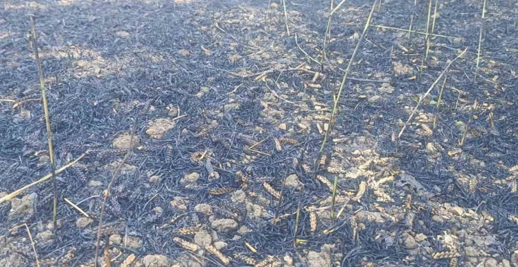 Çan'da tarla yangınında iki ekili alan zarar gördü