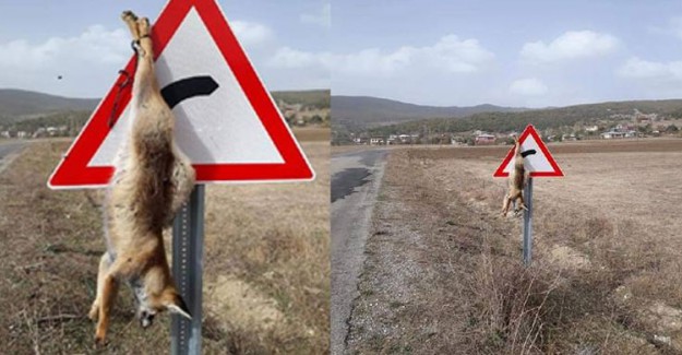 Caniler Tilkiyi Öldürüp Trafik Tabelasına Astı!