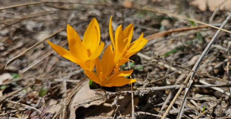 Çankırı'da Baharın İlk Belirtileri: Çiğdemler Çiçek Açtı