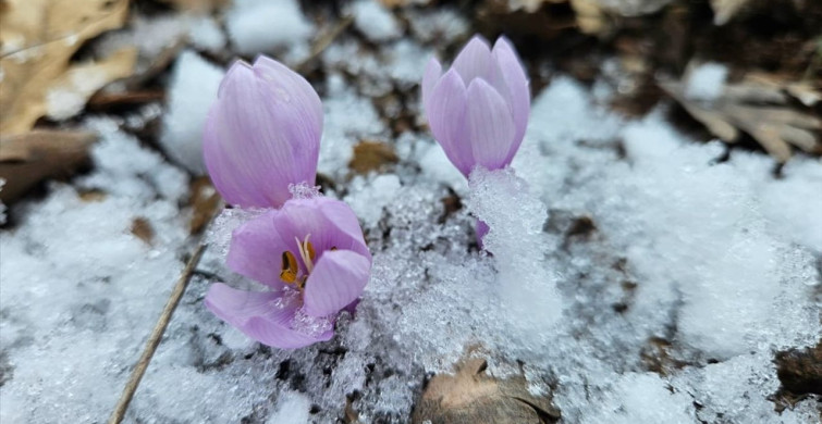 Çankırı'da Baharın Temsilcisi Kar Çiçekleri Açtı
