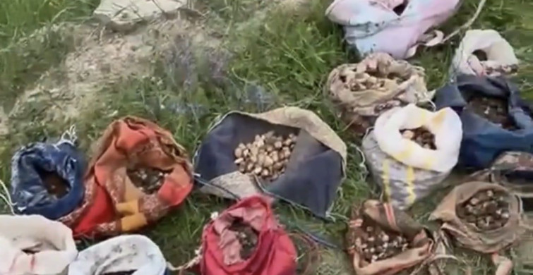 Çankırı’da izinsiz salep toplayan 10 kişiye 6 milyon 992 bin TL ceza