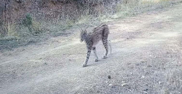 Çankırı'da Nadir Görülen Vaşaklar Fotokapanda Görüntülendi