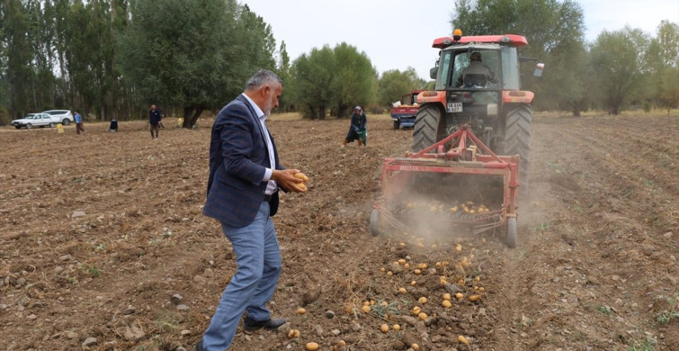 Çankırı'da Patates Hasadı Başladı