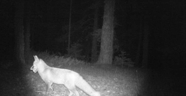 Çankırı'da Yaban Hayatı Görüntülendi: Kurt ve Tilki Kamerada