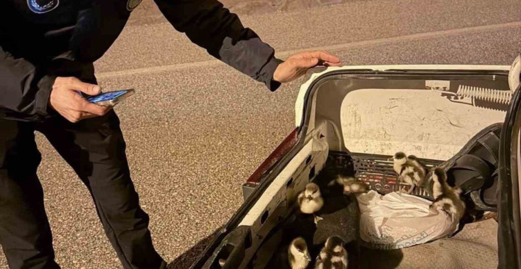 Çankırı'daki Sel Felaketinde Ördekler Koruma Altına Alındı