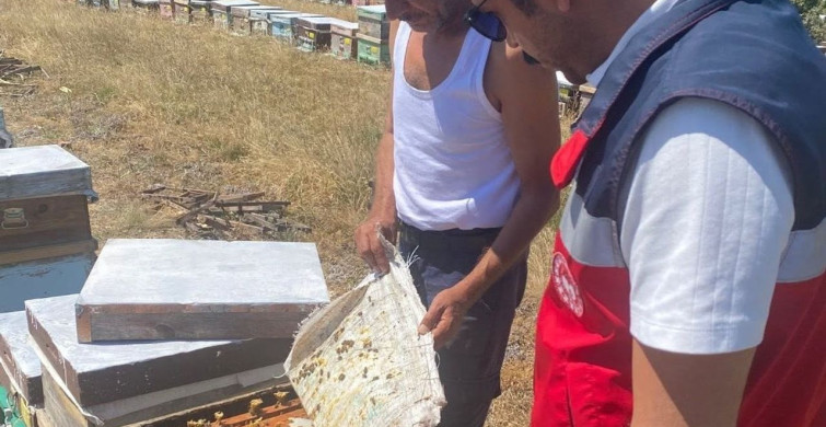Çavdarhisar'da arılı kovan sayımı yapıldı