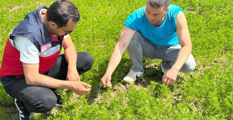 Çavdarhisar'da Çörek Otu Üretimi Kontrol Edildi