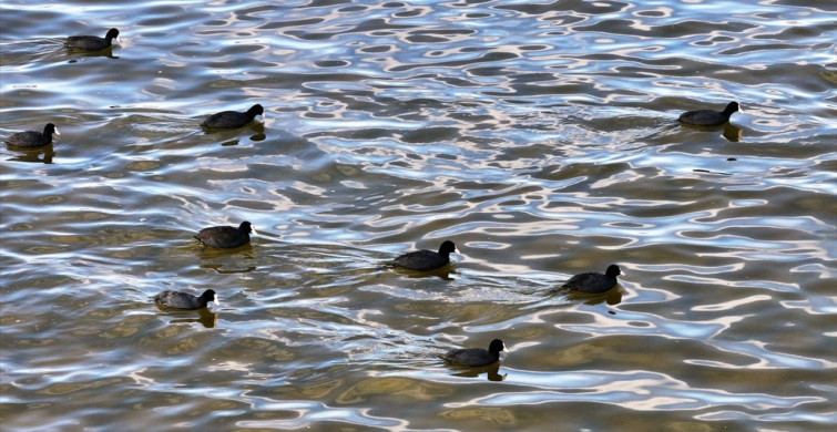 Çavuşçu Gölü Yeniden Canlanıyor