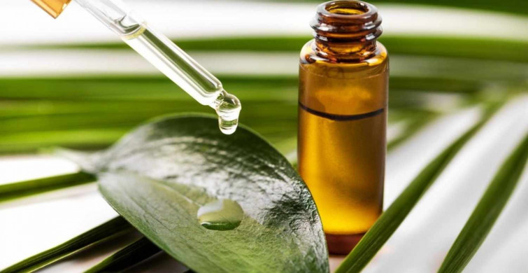 Çay ağacı yağı nedir? Çay ağacı yağı saça sürülür mü? Çay ağacı yağı bit için nasıl kullanılır, ne kadar süre kullanılır? Çay ağacı yağının saçta kullanımı ve faydaları