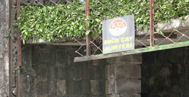 Çay Üreticilerinin Fiyat Tepkisi: Özel Sektör Düşüren Fiyatlar