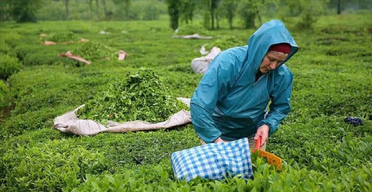 ÇAYKUR çay almaya başladı mı? Çay fiyatları kaç lira oldu? ÇAYKUR ikinci sürgünden almaya başladı mı?
