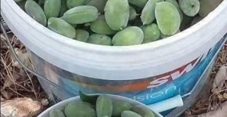 Çermik'te Çağla Hasadı Başladı