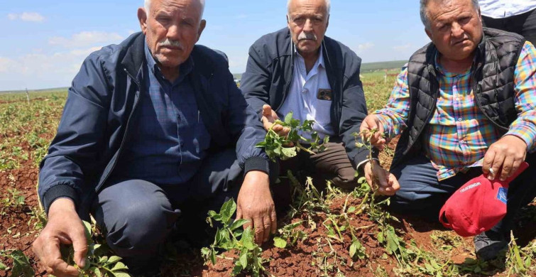 Ceviz Büyüklüğündeki Dolu Yağışı Tarım Ürünlerine Zarar Verdi