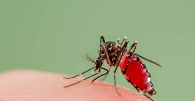 Chikungunya Ateşi Hastalığı ile Acil Durum