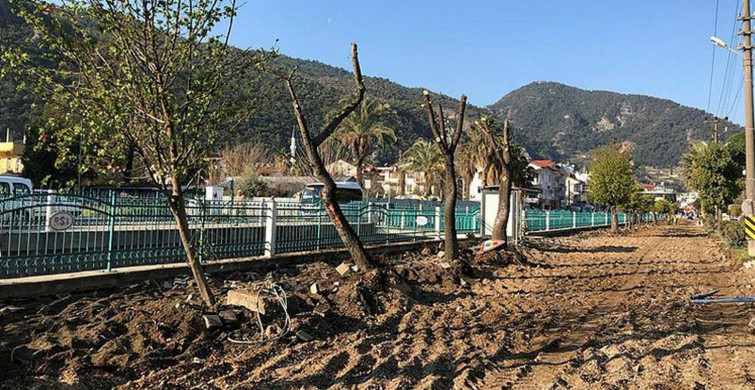 CHP'li belediyelerden ağaç terörü devam ediyor: Altın değerindeki sığla ağaçlarını yerinden söktüler