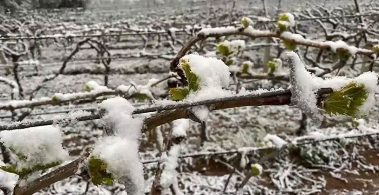 Çiftçiler dikkat: Meteoroloji’den zirai don uyarısı geldi!
