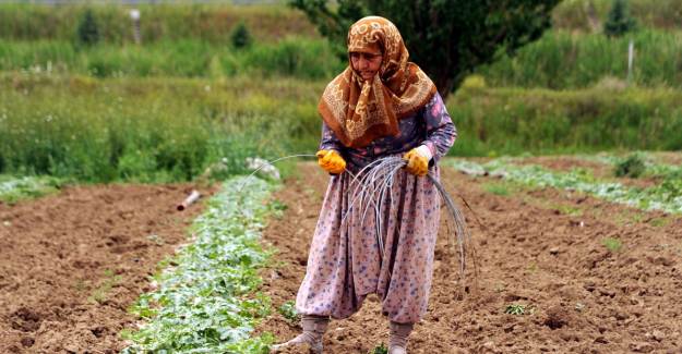 Çiftçilere 358 Milyon Liralık Dev Destek