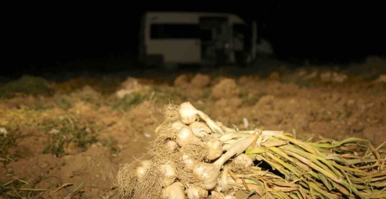 Çiftçilerin beyaz altın nöbeti: Taşköprü sarımsağını korumak için gece gündüz çalışıyorlar