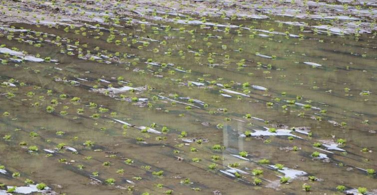 Çiftçilerin Taşkın Mücadelesi: Yeşilırmak Nehri Su Taşkınları Üzerine