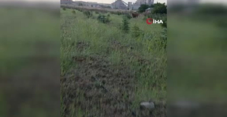 Çiftlikten kaçan ineğini arayan besiciye doğum sürprizi